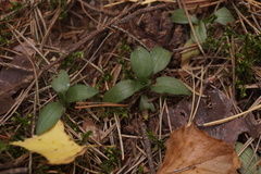 Goodyera repens