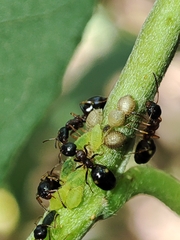 Cavariella aegopodii