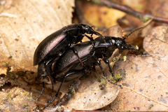 Carabus nemoralis