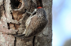Picumnus albosquamatus