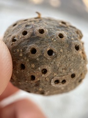 Callirhytis quercussuttoni