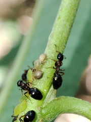 Cavariella aegopodii