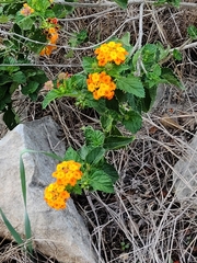 Lantana urticoides