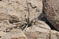 Tillandsia latifolia