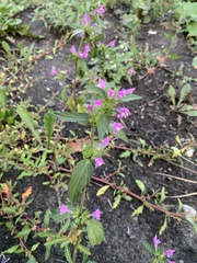 Galeopsis ladanum