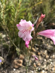 Gladiolus hirsutus