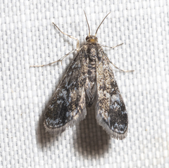 Elophila tinealis
