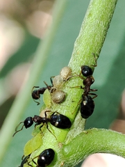 Cavariella aegopodii