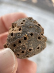 Callirhytis quercussuttoni