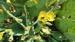 Opuntia stricta