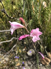 Gladiolus hirsutus