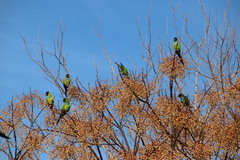 Aratinga nenday