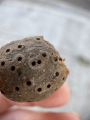 Callirhytis quercussuttoni