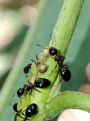 Cavariella aegopodii