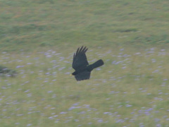 Pyrrhocorax graculus