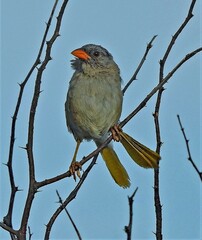 Embernagra platensis