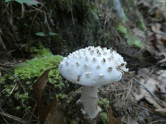 Amanita