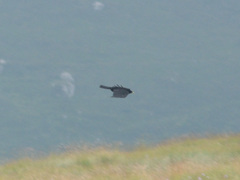 Pyrrhocorax graculus