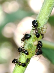 Cavariella aegopodii