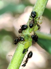 Cavariella aegopodii