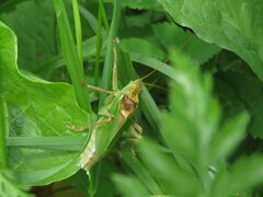 Tettigonia cantans