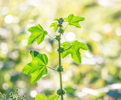 Malva verticillata
