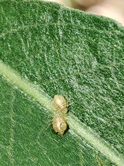 Cavariella aegopodii