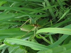 Tettigonia cantans
