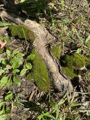Grimmiaceae