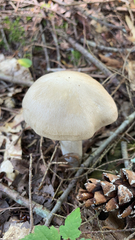 Cortinarius caperatus