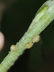 Cavariella aegopodii