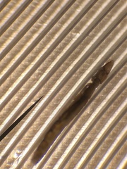 Columbicola columbae