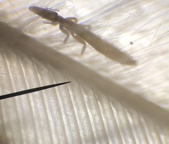 Columbicola columbae