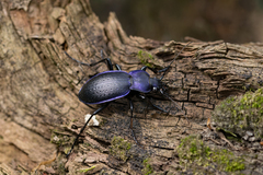Carabus problematicus