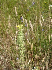 Bellardia viscosa