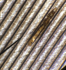 Columbicola columbae