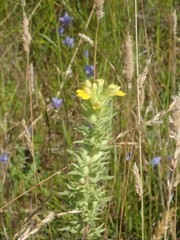Bellardia viscosa
