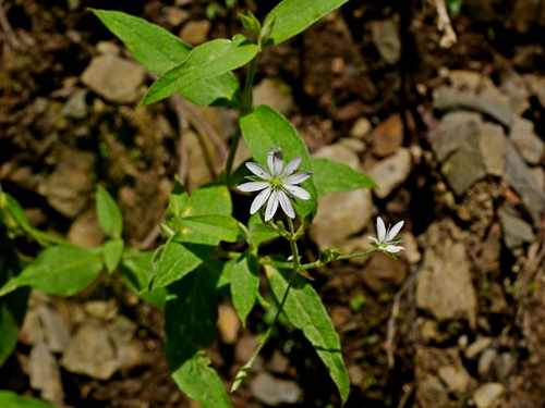 Stellaria monosperma iNat (1)