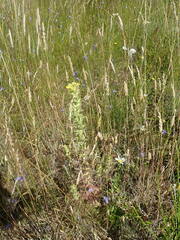 Bellardia viscosa