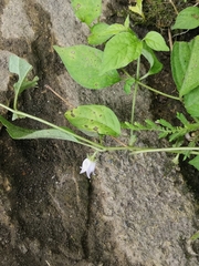 Lycianthes lysimachioides