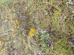 Helichrysum arenarium