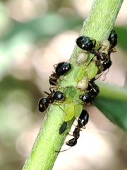 Dolichoderus quadripunctatus