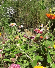 Argynnis pandora