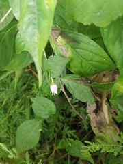 Lycianthes lysimachioides