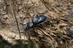Carabus glabratus