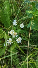 Solidago ptarmicoides