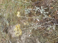 Helichrysum arenarium