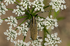 Agapanthia villosoviridescens