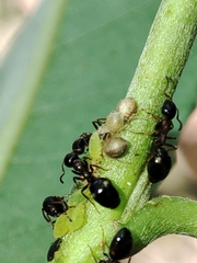 Dolichoderus quadripunctatus