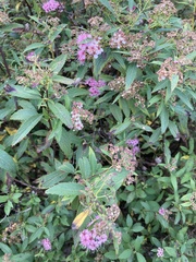 Spiraea japonica